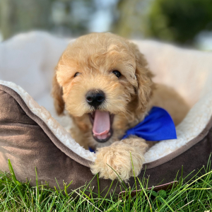 Goldendoodle Puppy Dandee