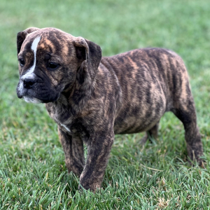 Olde English Bulldogge Puppy Diva
