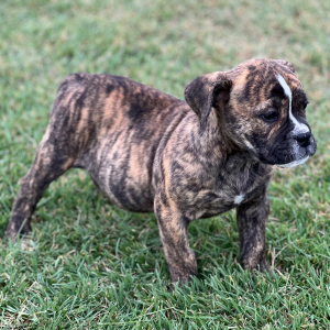 Olde English Bulldogge Puppy Diva