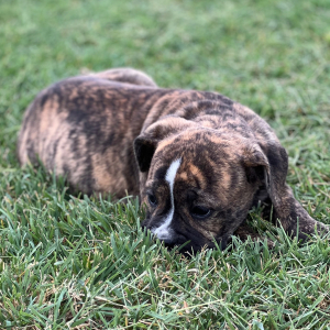 Olde English Bulldogge Puppy Diva