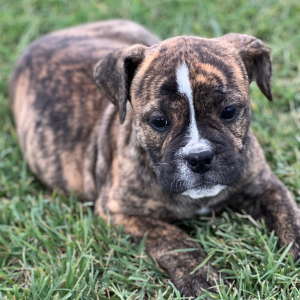 Olde English Bulldogge Puppy Diva
