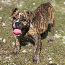 Olde English Bulldogge Puppy Diva