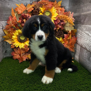 Bernese Mountain Dog Puppy Bella