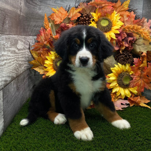 Bernese Mountain Dog Puppy Bella
