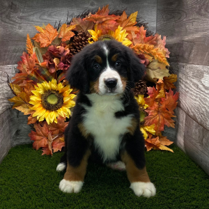 Bernese Mountain Dog Puppy Bella