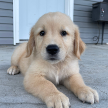 Golden Retriever Puppy Anthony