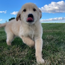 Golden Retriever Puppy Anthony