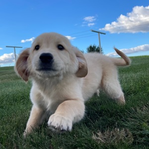 Golden Retriever Puppy Anthony