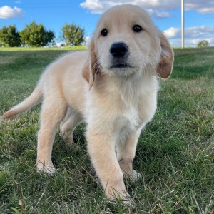 Golden Retriever Puppy Anthony
