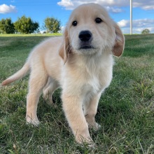 Golden Retriever Puppy Anthony