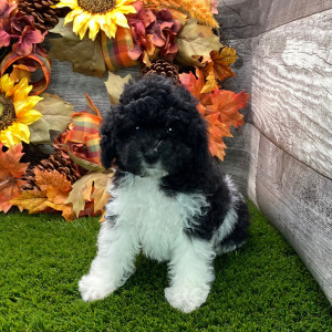 Poodle Puppy Daisy