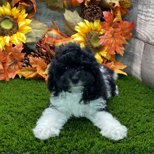 Poodle Puppy Daisy
