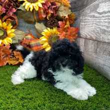 Poodle Puppy Daisy