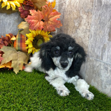 Poodle Puppy Daisy
