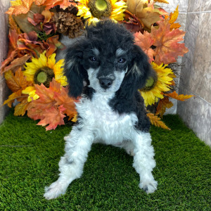 Poodle Puppy Daisy