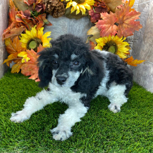 Poodle Puppy Daisy