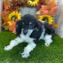 Poodle Puppy Daisy