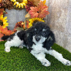 Poodle Puppy Daisy