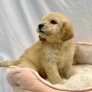Labradoodle Puppy Essex