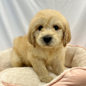 Labradoodle Puppy Essex