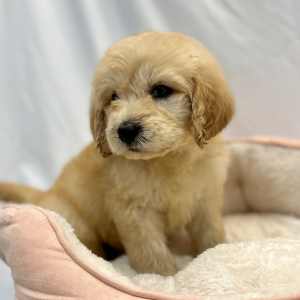Labradoodle Puppy Essex