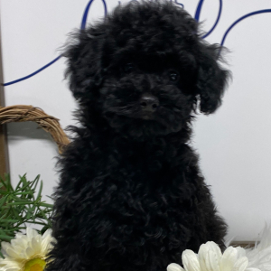Poodle Puppy Onyx
