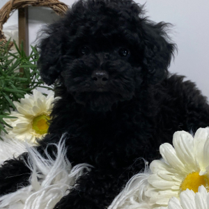 Poodle Puppy Onyx