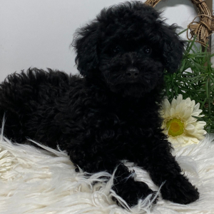 Poodle Puppy Onyx
