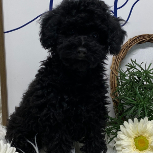 Poodle Puppy Onyx