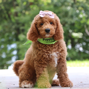 Goldendoodle Puppy Esmeralda