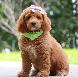 Goldendoodle Puppy Esmeralda