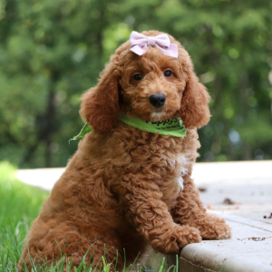 Goldendoodle Puppy Esmeralda