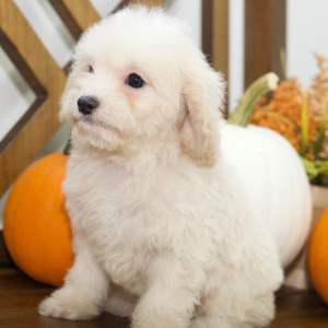 Cavapoo Puppy Amber