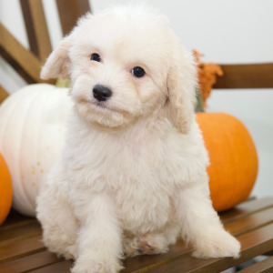 Cavapoo Puppy Amber