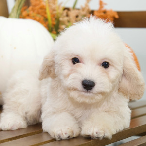 Cavapoo Puppy Amber