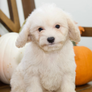 Cavapoo Puppy Amber