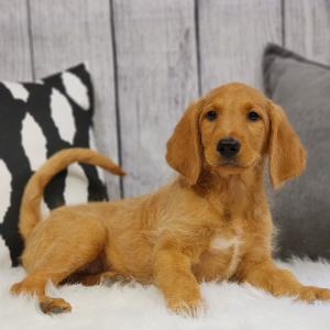 Labradoodle Puppy Alvin