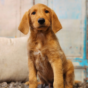 Labradoodle Puppy Alvin