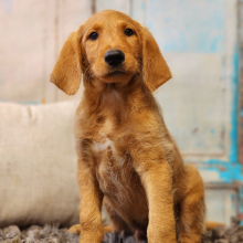 Labradoodle Puppy Alvin