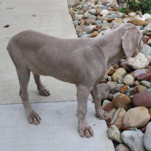 Weimaraner Puppy Yale