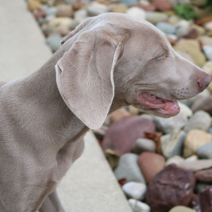 Weimaraner Puppy Yale