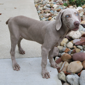 Weimaraner Puppy Yale