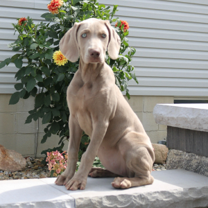 Weimaraner Puppy Yale