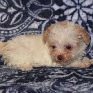Poodle Puppy Nina