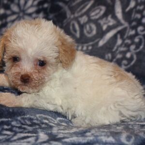 Poodle Puppy Nina