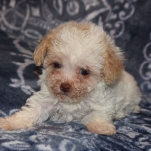 Poodle Puppy Nina
