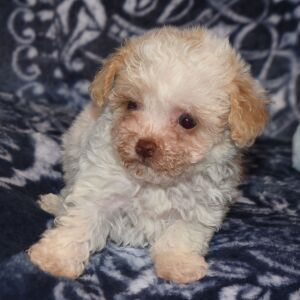 Poodle Puppy Nina
