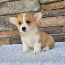 Pembroke Welsh Corgi Puppy Oliver