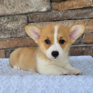 Pembroke Welsh Corgi Puppy Oliver