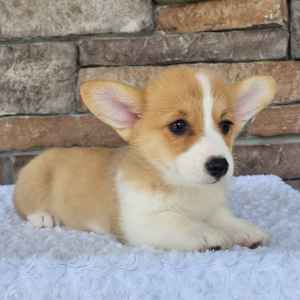 Pembroke Welsh Corgi Puppy Oliver
